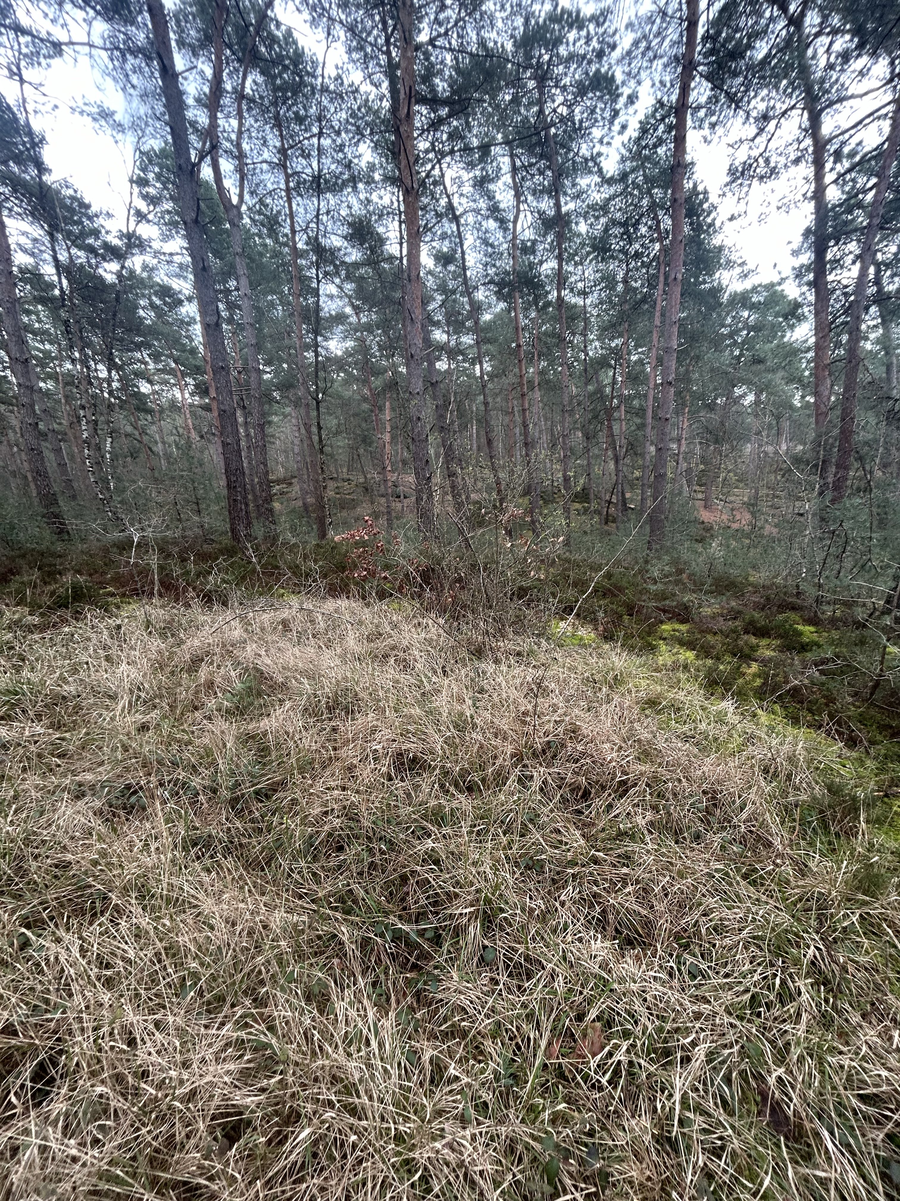 IMG_3308.jpeg