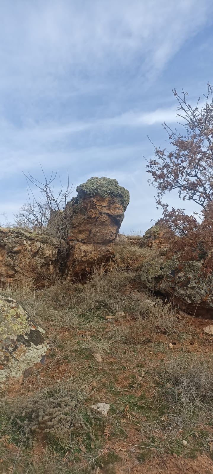 Kuş kaartal.jpeg