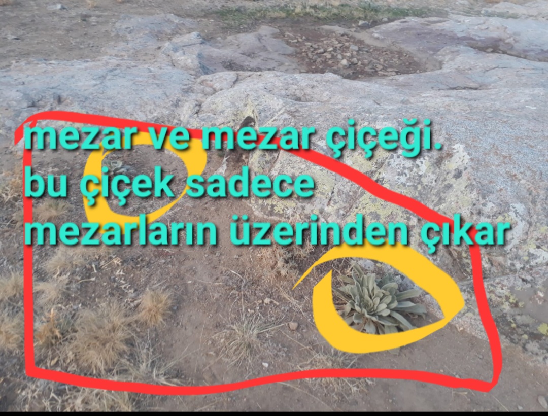 Screenshot_20250927-151858_Gallery.jpg