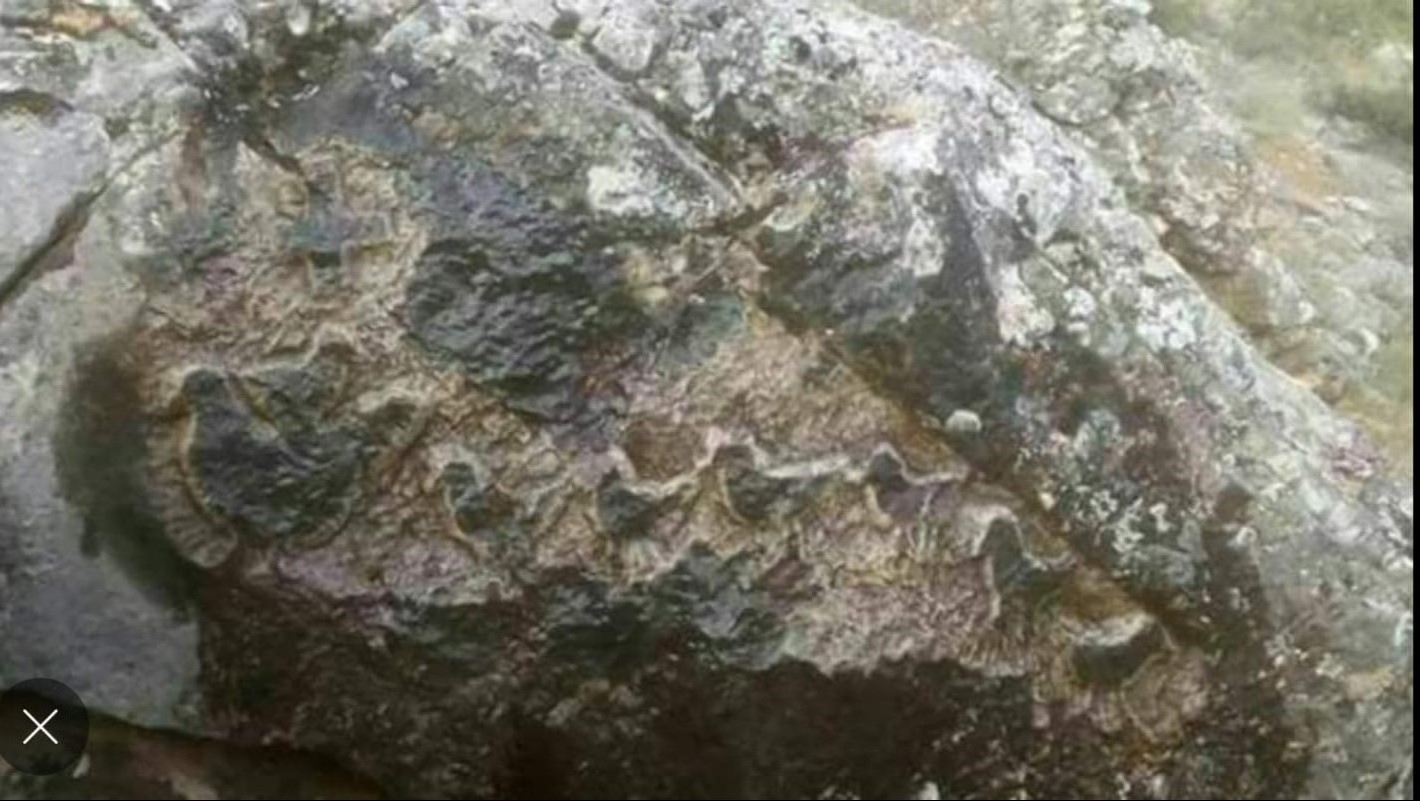 tavuk ve cücüklerim.jpg