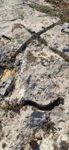 IMG_20220128_123824.jpg