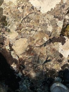 E16E5448-567F-4430-9617-DC81E5FD6500.jpeg