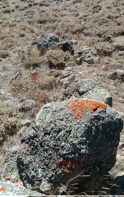 IMG_20250120_235436.jpg