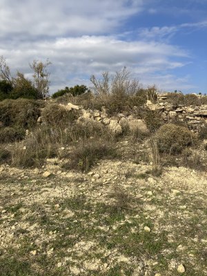 IMG_0350.jpeg