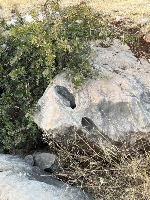 IMG_0619.jpeg