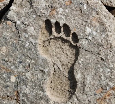 Ayi ayak izi.jpg