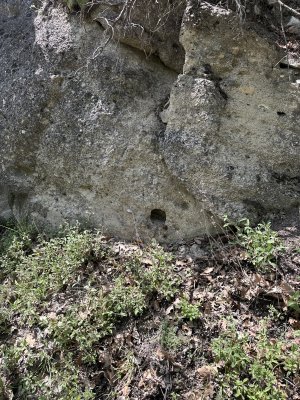 IMG_1206.jpeg
