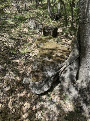 IMG_1203.jpeg