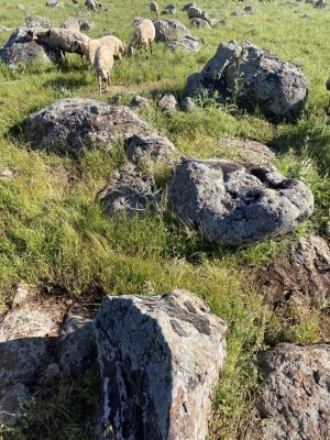 IMG_0357.jpeg