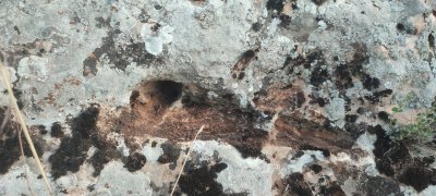 IMG_20260606_191756.jpg