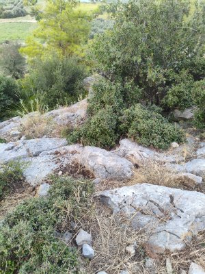 IMG_20260804_185558.jpg
