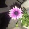 Maysia82