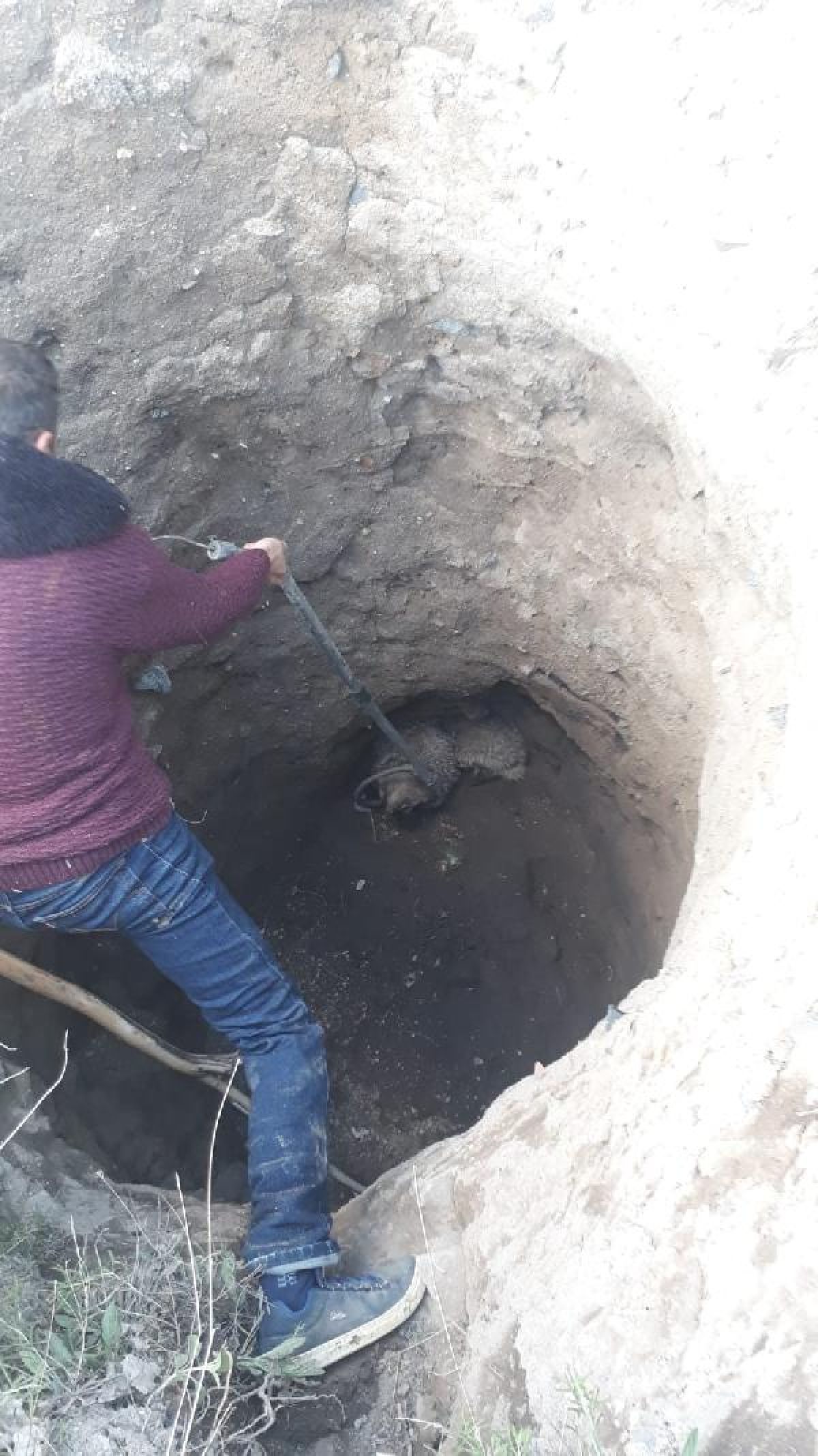 Çukura düşen anne porsuk ve yavrusu kurtarıldı -3